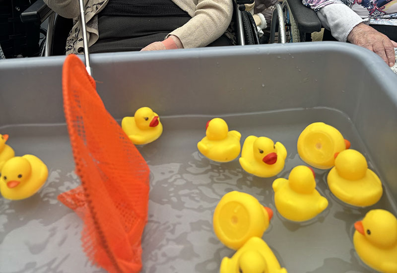 ducks